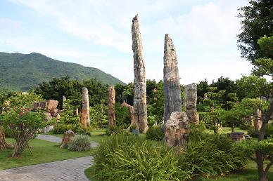 化石森林展览—深圳市仙湖植物园 (3)