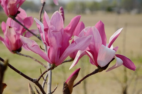 5 Magnolia 'Galaxy'