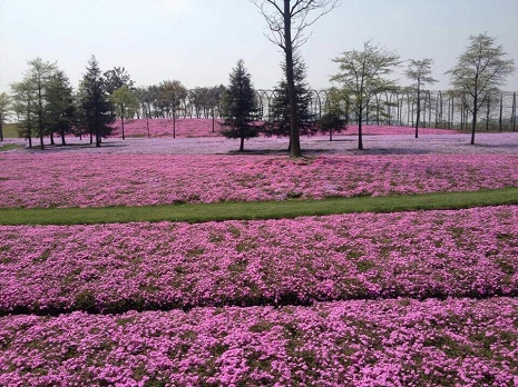 （图1）辰山福禄考花海3