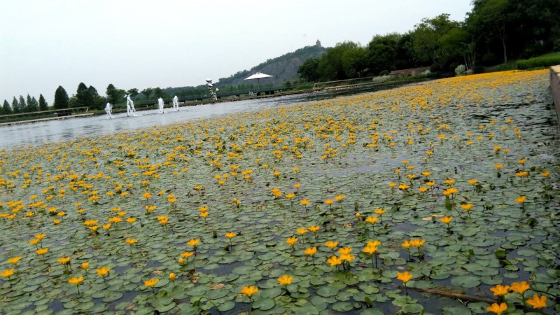 1.辰山水生区湖面荇菜花开1