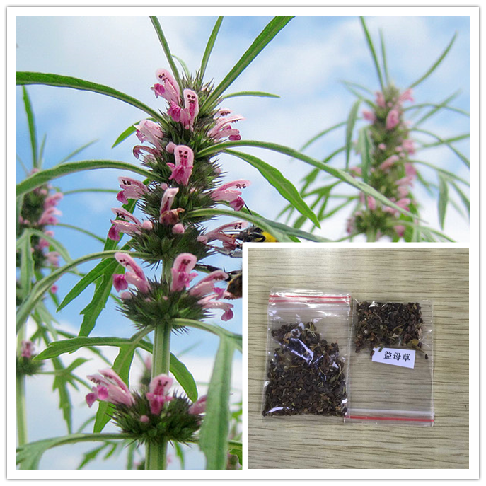 益母草5