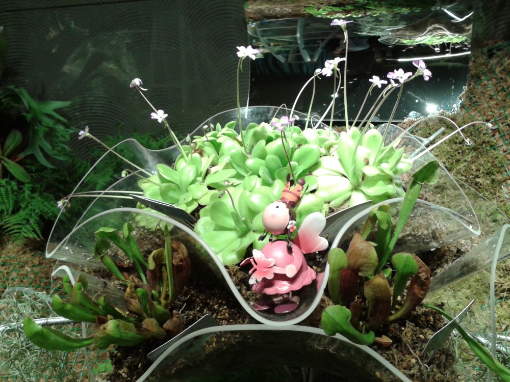 图2 辰山食虫植物展现场掠影