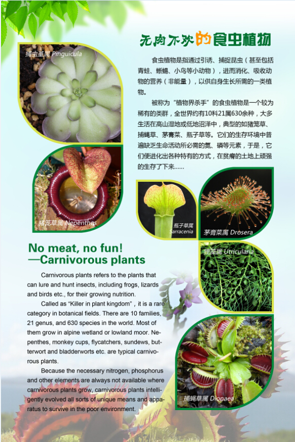 压 图2-食虫植物展科普展板