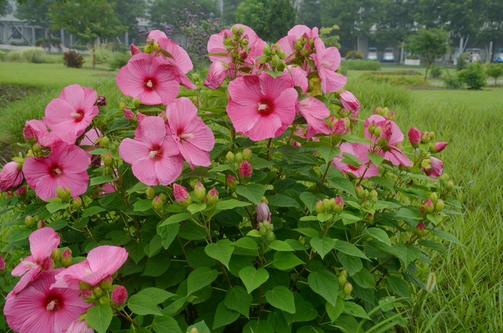 图1.大花芙蓉葵 