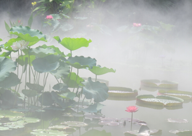 雾森1