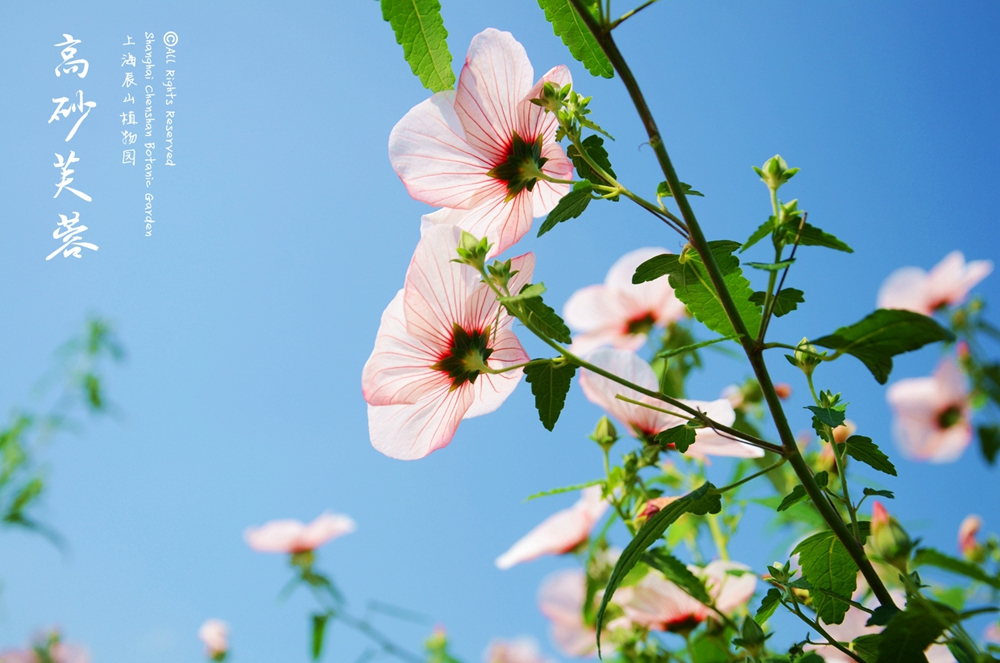 高砂芙蓉 (1)