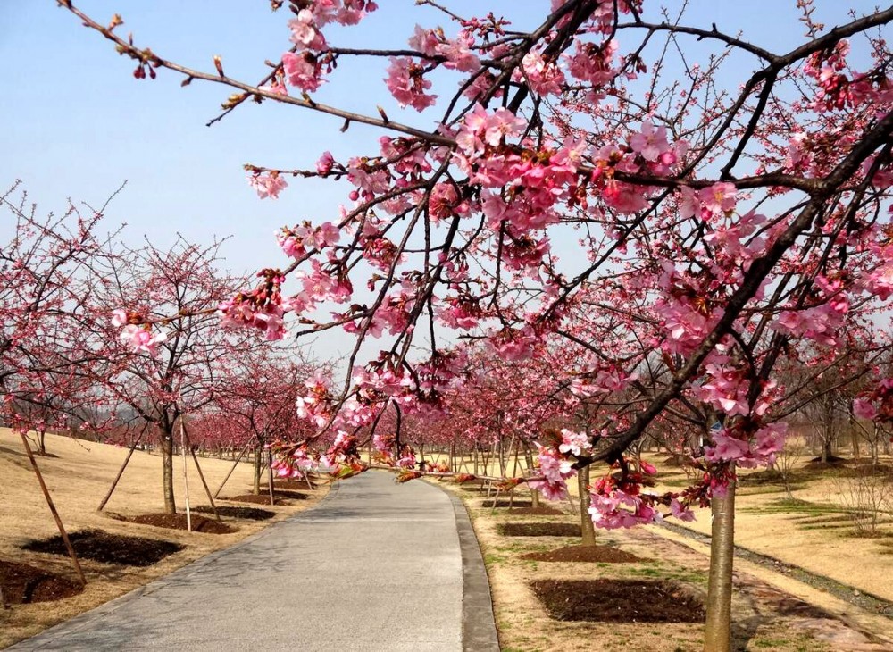 图２河津樱大道_副本