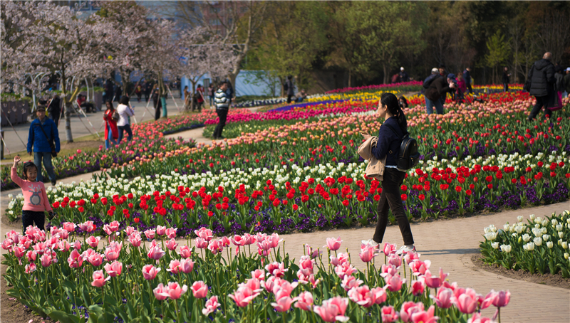 郁金香花毯