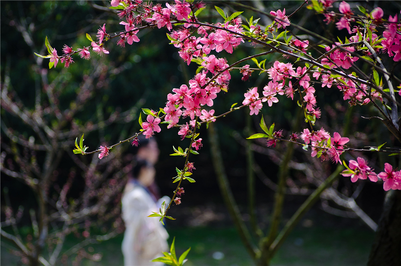 桃花