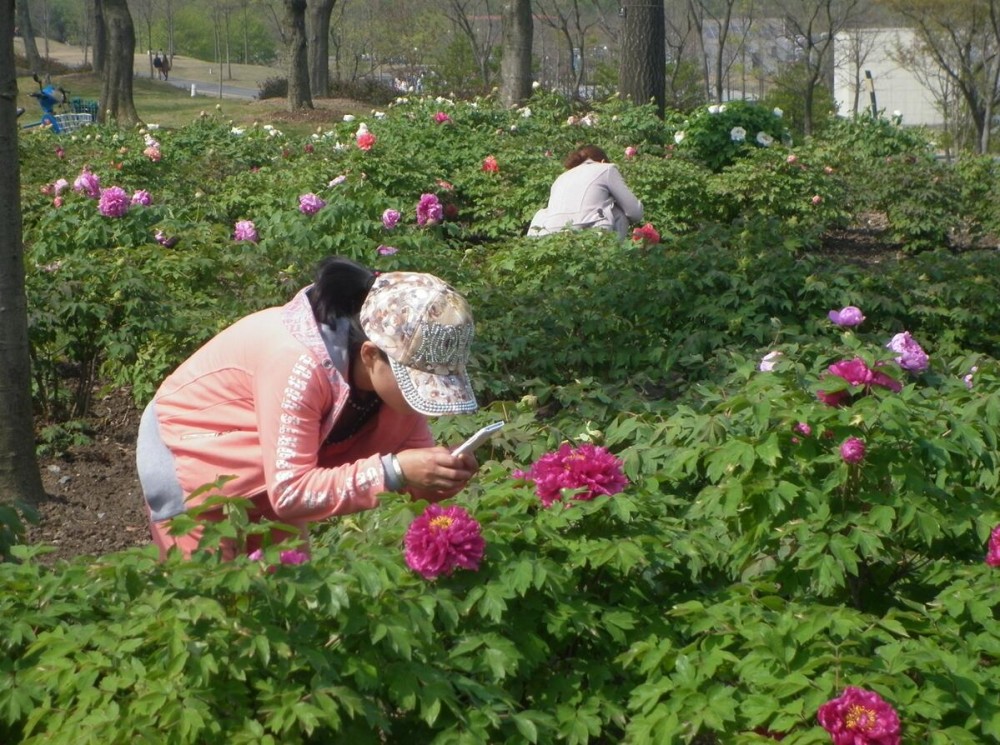 图1 牡丹花丛中的游客