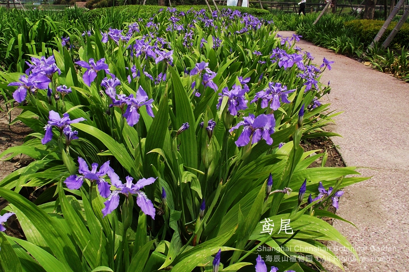 喜盐鸢尾,黄菖蒲,西伯利亚鸢尾,路易斯安娜鸢尾,玉蝉花,花菖蒲等众多