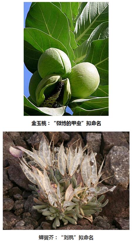 图 6·3植物命名实例