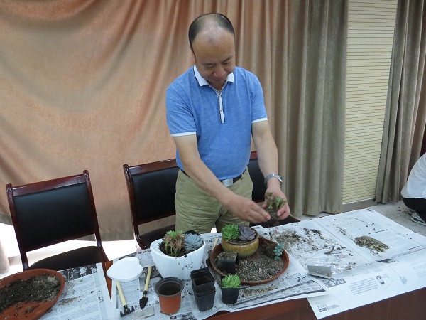 修改中心DIY多肉 (15)
