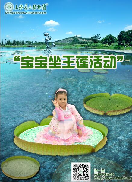 图 宝宝坐王莲活动宣传海报