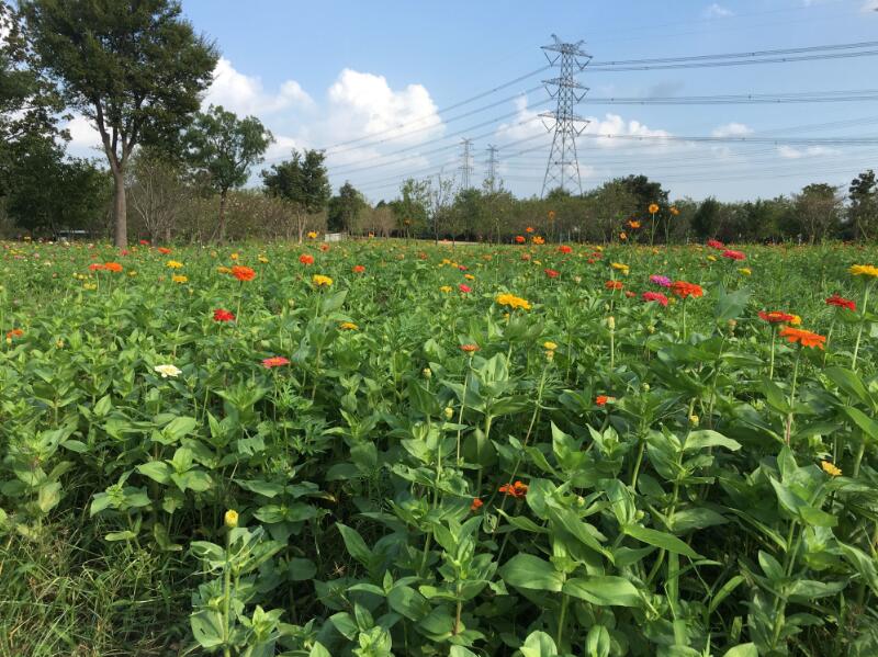 图2 秋季花海