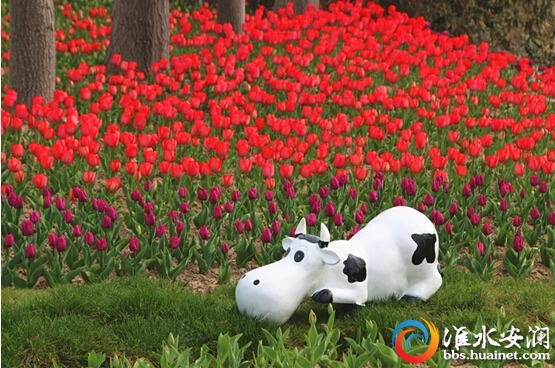 郁金香花展