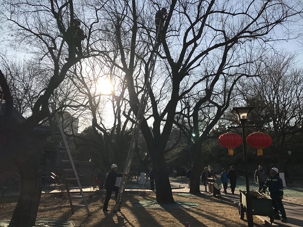 修改修剪 (3)